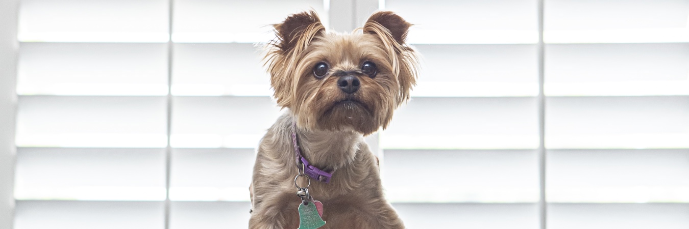 Dog in front of interior shutters in Dallas